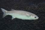 Dicklippige Meer�sche (Chelon labrosus) ...  Gilbert Angermann 22.08.2010