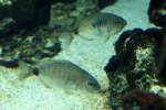 Ringelbrasse (Diplodus annularis) am ...  Gilbert Angermann 23.08.2010