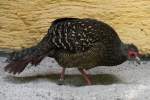 Weibchen eines Swinhoefasanes (Lophura swinhoii) am 26.6.2010 im Zoo Leipzig. ...
