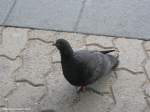 Diese arme Taube konnte ...  Manfred11051965 25.08.2010