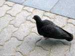 Diese arme Taube konnte ...  Manfred11051965 25.08.2010