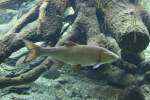 D�bel (Leuciscus cephalus) am ...  Gilbert Angermann 26.08.2010