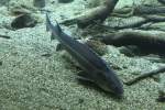 Europ�ische St�r (Acipenser sturio) ...  Gilbert Angermann 26.08.2010