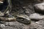 Dunkler Tigerpython (Python molurus ...  Gilbert Angermann 26.08.2010