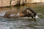 Junger afrikanischer Elefant  ...  Andy Hensel 26.10.2009