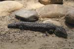 Tannenzapfenechse oder auch Tannenzapfenskink (Tiliqua rugosa) am 19.3.2010 im Zoo ...