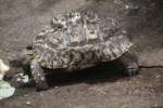 Pantherschildkr�te (Stigmochelys pardalis) am ...  Gilbert Angermann 26.08.2010