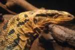 Mindanao-Bindenwaran (Varanus salvator cumingi) ...  Gilbert Angermann 26.08.2010