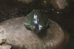 Korallenfinger-Laubfrosch (Litoria caerulea) am ...  Gilbert Angermann 27.08.2010