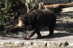 Malaienb�r (Helarctos malayanus) beim ...  Gilbert Angermann 27.08.2010