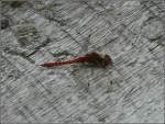 Rote Libelle aufgenommen am 12.08.2010. (Jeanny)  ...