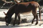 Zwergesel am 19.3.2010 im Zoo Basel.  ...