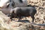 Minipig-Ferkel beim Klettern. Zoo ...  Gilbert Angermann 28.08.2010