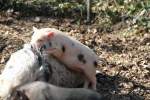 Minipig-Ferkel beim Klettern �ber ...  Gilbert Angermann 28.08.2010