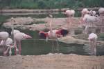 Rosaflamingos (Phoenicopterus roseusam) am 1.5.1992 im Zoo Basel.  ...