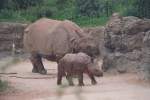 Panzernashorn-Familie (Rhinoceros unicornis) am 1.5.1992 im Zoo Basel.  ...