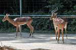 Impalas - 03.08.2010  ...  Rolf Reinhardt 29.08.2010