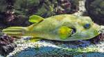 Kugelfisch im Aquarium K�ln ...  Rolf Reinhardt 29.08.2010
