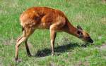 Sitatunga, Antilopenart 03.08.2010   ...