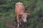 Fleckvieh oder auch Simmentaler am 18.6.1992 am Brienzer Rothorn.  ...