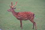 Damhirsch.    ...