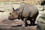 Panzernashorn (Rhinoceros unicornis) am ...  Gilbert Angermann 31.08.2010