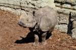 Junges Panzernashorn (Rhinoceros unicornis) ...  Gilbert Angermann 31.08.2010