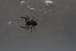 Wollige Mauerspringspinne (Pseudeuophrys lanigera) ...  Gilbert Angermann 31.08.2010