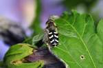 Schwebfliege im Garten - ...  Rolf Reinhardt 31.08.2010