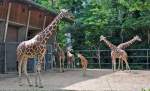Giraffenfamilie - 03.08.2010  ...  Rolf Reinhardt 31.08.2010