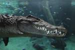 Tauchendes Nilkrokodil (Crocodylus niloticus) ...  Gilbert Angermann 31.08.2010