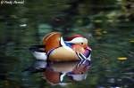 Mandarinente (M�nnchen).   ...  Andy Hensel 26.10.2009
