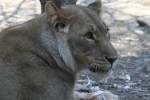 Etoscha-L�we oder auch Kalahari-L�we ...  Gilbert Angermann 31.08.2010