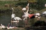 Rosaflamingos (Phoenicopterus ruber roseus) ...  Gilbert Angermann 31.08.2010