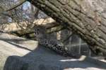 Ein kleiner Gepard (Acinonyx ...  Gilbert Angermann 01.09.2010