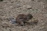 Kap-Borstenh�rnchen (Xerus inauris) am ...  Gilbert Angermann 01.09.2010