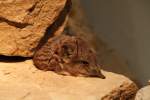 Kurzohr-R�sselspringer (Macroscelides ...  Gilbert Angermann 01.09.2010