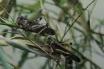 Europ�ische Wanderheuschrecken (Locustus migratoria) ...  Gilbert Angermann 01.09.2010