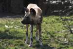 Afrikanischer Wildhund (Lycaon pictus) ...  Gilbert Angermann 01.09.2010