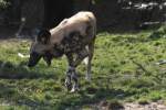 Afrikanischer Wildhund (Lycaon pictus) ...  Gilbert Angermann 01.09.2010