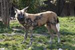 Afrikanischer Wildhund (Lycaon pictus) ...  Gilbert Angermann 01.09.2010