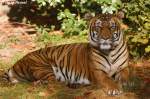 Indochinesischer Tiger.   ...  Andy Hensel 26.10.2009