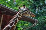  Oberteil  - Giraffe - ...  Rolf Reinhardt 01.09.2010