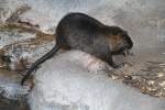 Biberratte oder auch Nutria (Myocastor coypus) am 19.3.2010 im Zoo ...