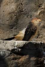 Guirakuckuck (Guira guira) am ...  Gilbert Angermann 02.09.2010