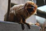 Goldenes L�wen�ffchen (Leontopithecus rosalia) ...  Gilbert Angermann 03.09.2010