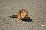Das Streifen-Backenh�rnchen ...  Gilbert Angermann 26.10.2009