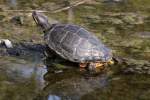 Rotwangen-Schmuckschildkr�te (Trachemys scripta elegans) ...  Gilbert Angermann 04.09.2010