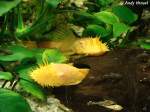 Albino-Ancistrus    ...  Andy Hensel 26.10.2009