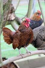 Ein Sebright-Huhn (gold) auf einem Ast. Vogelpark Dielheim-Balzfeld am 14.4.2010. ...